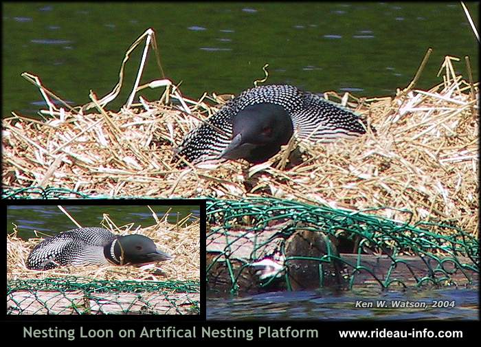Loon Nest