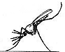 anopheles-mosquito.gif - 3325 Bytes