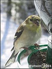 Goldfinch