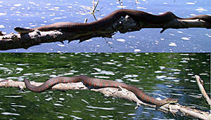 Northern Water Snake