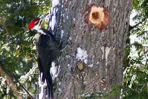 Pileated Woodpecker - photo by: Ken W. Watson