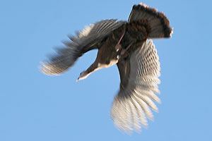 Turkey in Flight - photo by: Ken W. Watson