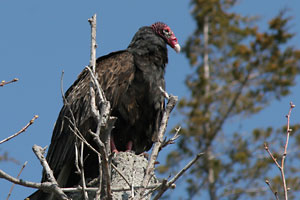 Turkey Vulture - photo by: Ken W. Watson