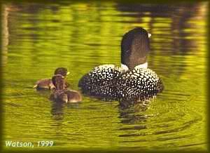 Loon and chicks