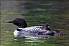 Loon Chick Hitching a Ride