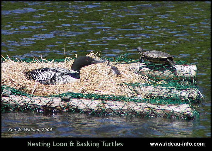 Loon and Turtles