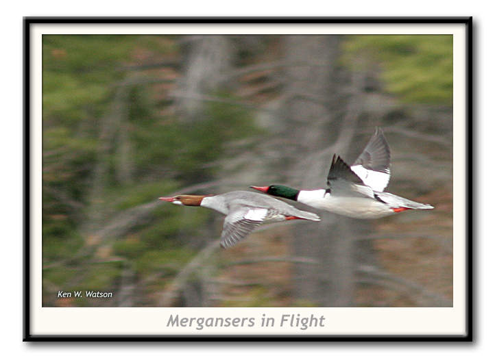 mergansers in flight