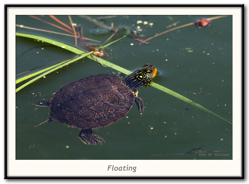 Turtle Floating