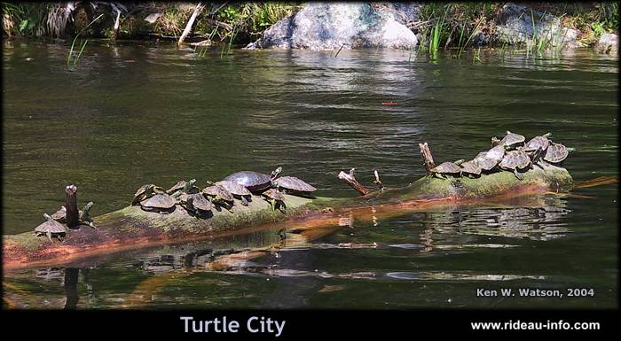 Turtle City