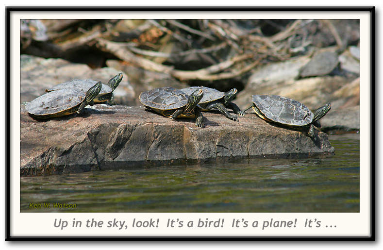 Turtles Looking Up