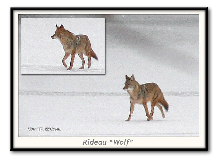 Rideau Wolf