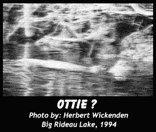 Ottie the Otter