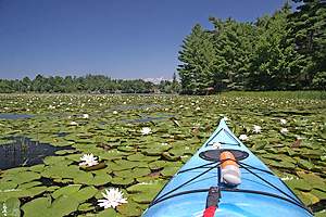 Lily Paddling