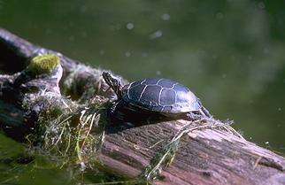 Turtle on Log - Sand Lake